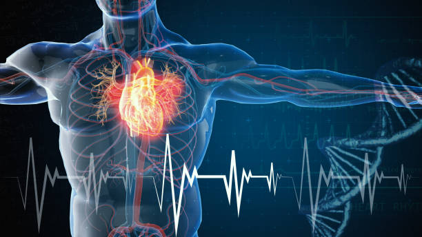 Course Image Understanding the Body (Part 2) [HCHSP-UB2/Dub/FT/CT004]